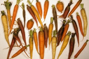 Diverse carrots colored by carotenoids
