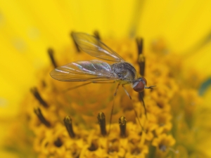 a bee fly (Bombyliidae: Phthirinae)